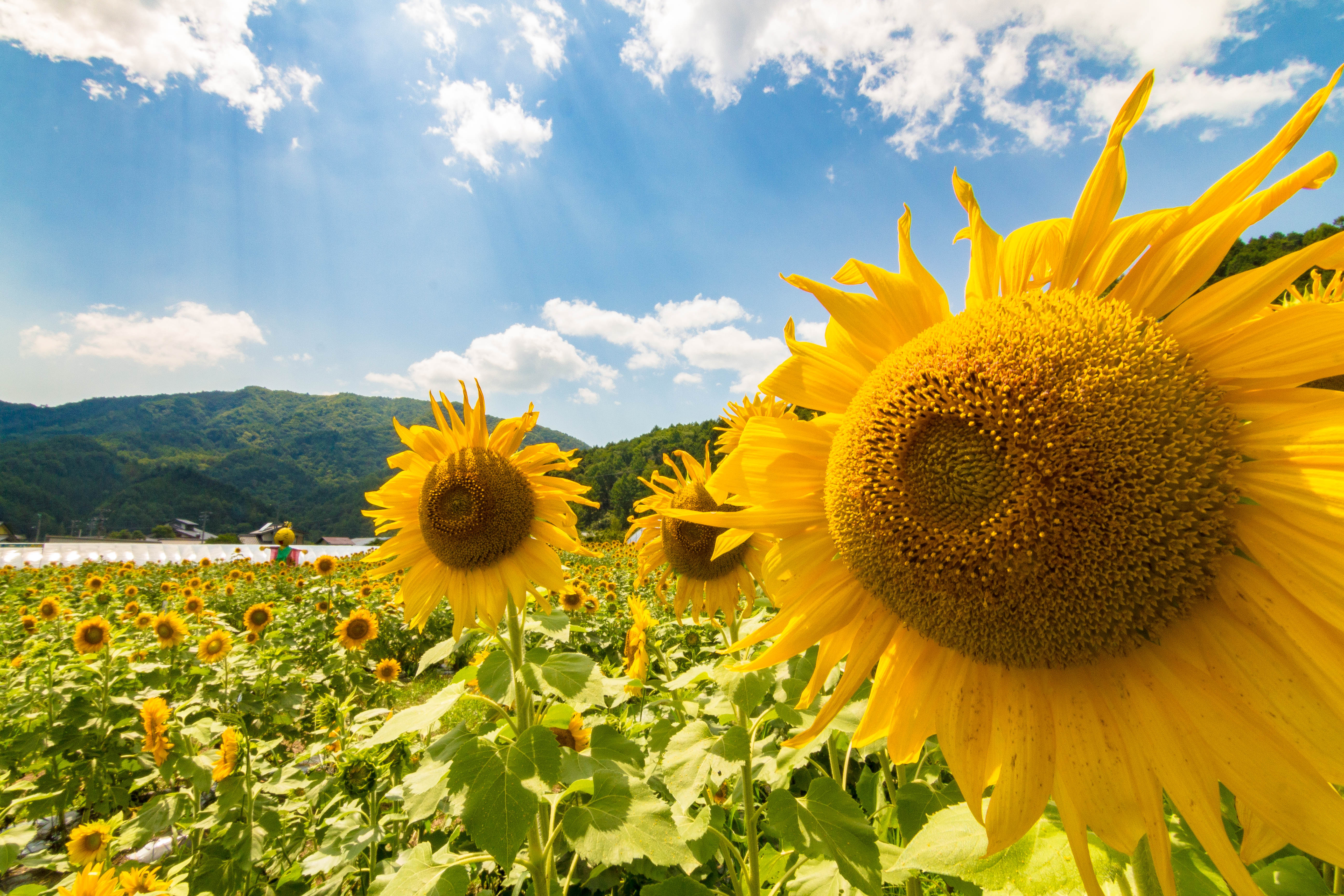 南信州地域在住の方限定 8 2 平谷高原の夏を満喫 ドローン体験とひまわり畑 とうもろこし狩り 南信州ナビ 長野 県南部飯田市のいちご狩り りんご狩り 桜情報 温泉や宿泊等の観光ガイド