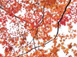 紅葉 南信州ナビ 長野県南部飯田市のいちご狩り りんご狩り 桜情報 温泉や宿泊等の観光ガイド