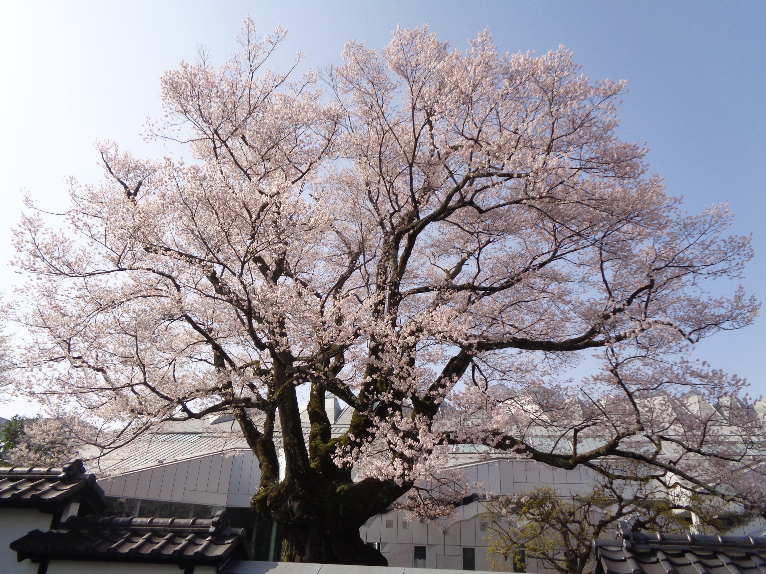0331安富桜