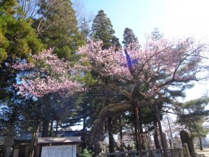 清秀桜3.23