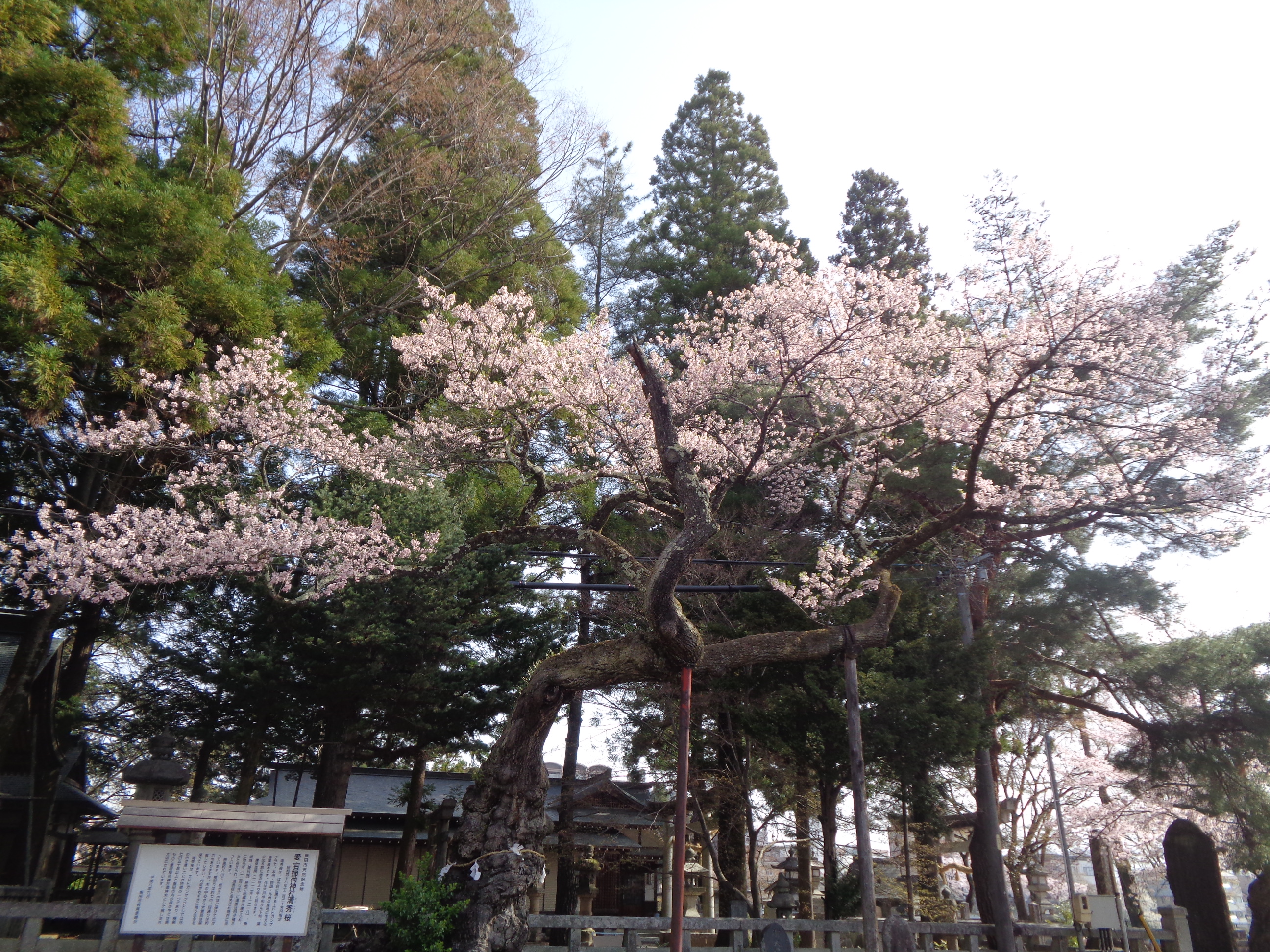 0401清秀桜