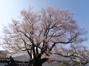 0402安富桜