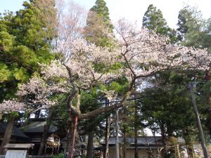 0402清秀桜