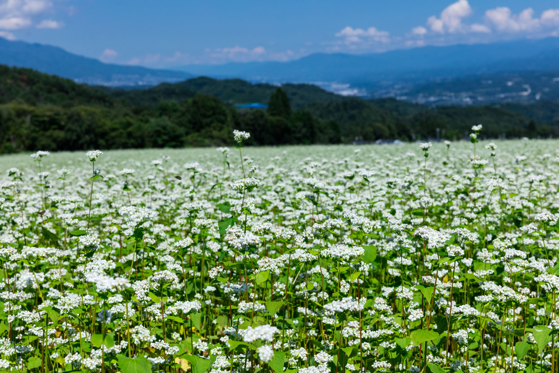 そばの花(下條村)