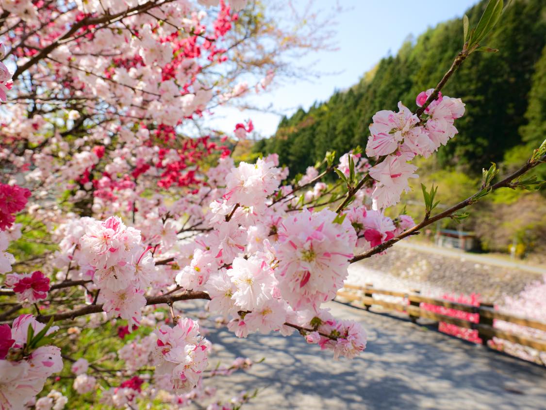 花桃(昼神温泉郷・阿智村) 花桃(昼神温泉郷・阿智村)